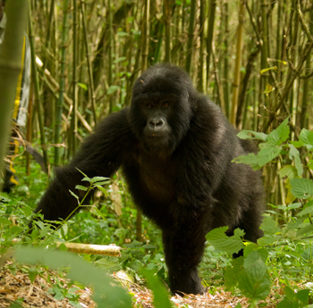 gorilla